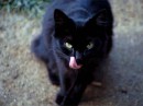 black cat * 1024 x 768 * (69KB)